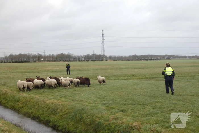 Kudde schapen breken los door omgewaaid hekwerk