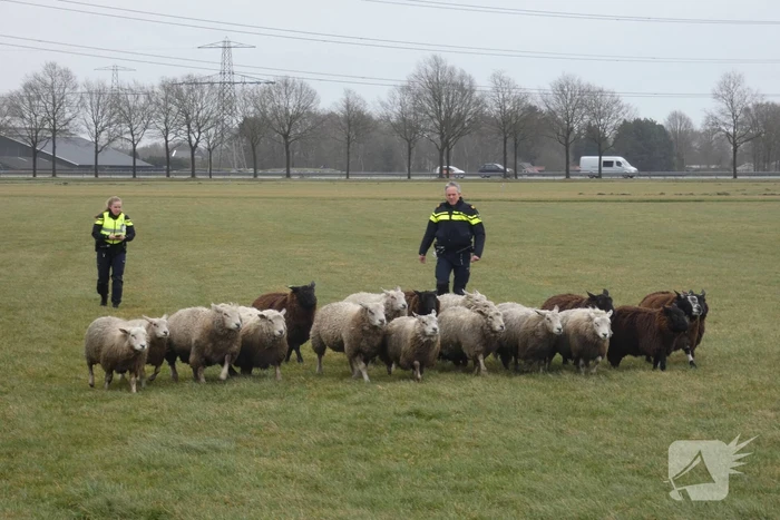 Kudde schapen breken los door omgewaaid hekwerk