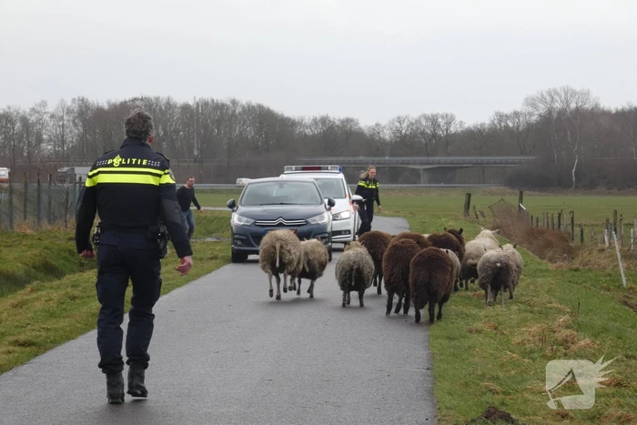 Kudde schapen breken los door omgewaaid hekwerk