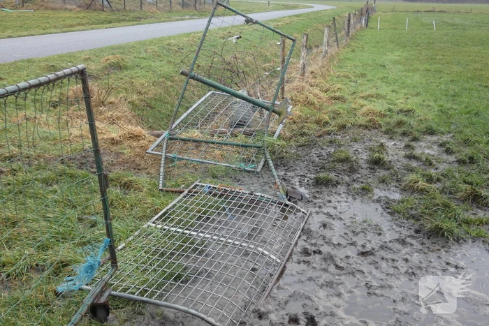 Kudde schapen breken los door omgewaaid hekwerk