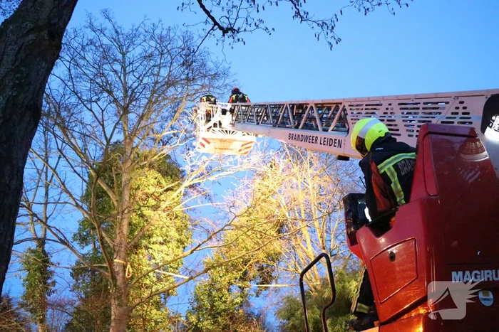 Brandweer zet boom vast met spanbanden