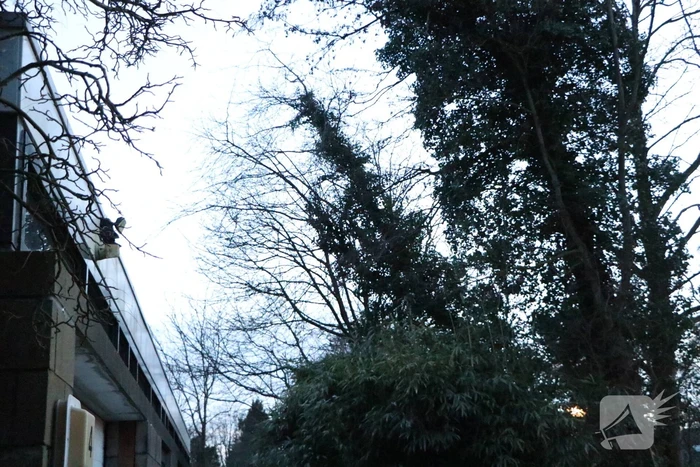 Brandweer zet boom vast met spanbanden