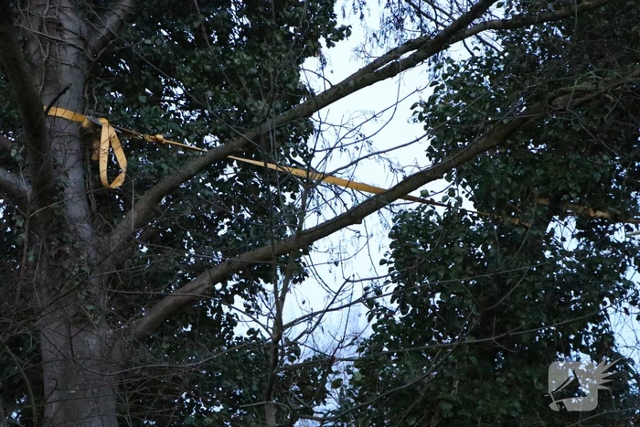 Brandweer zet boom vast met spanbanden
