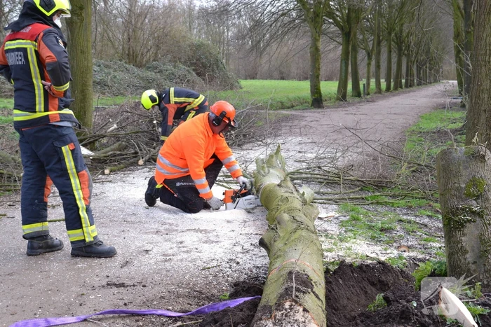 Gevaarlijke boom vakkundig ingehaald