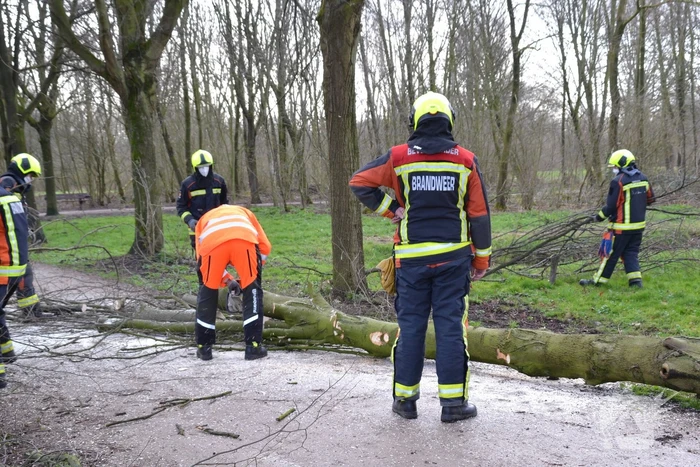 Gevaarlijke boom vakkundig ingehaald