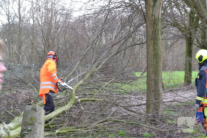 Gevaarlijke boom vakkundig ingehaald