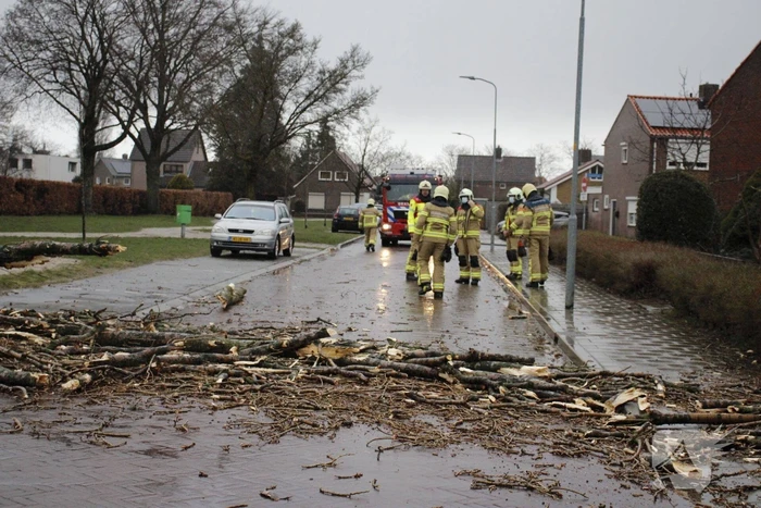 Grote boom valt over weg