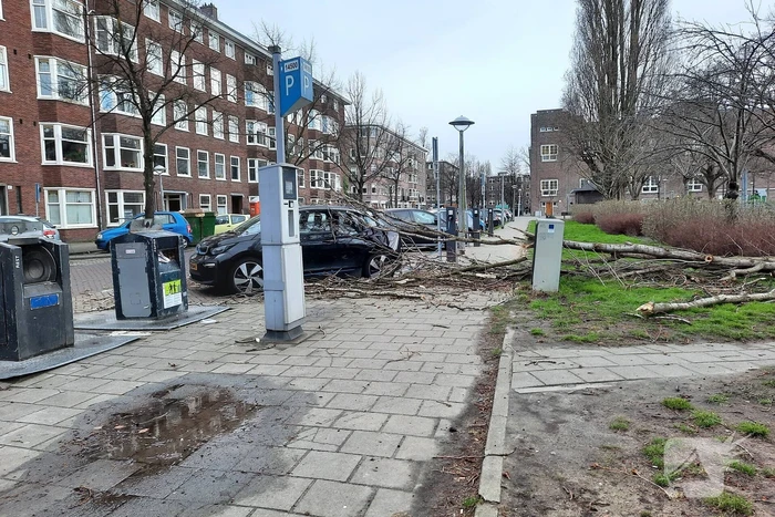 Grote tak breekt af en valt op auto