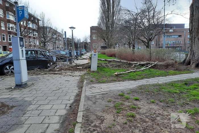 Grote tak breekt af en valt op auto