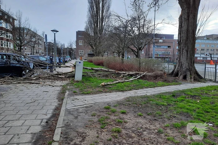 Grote tak breekt af en valt op auto