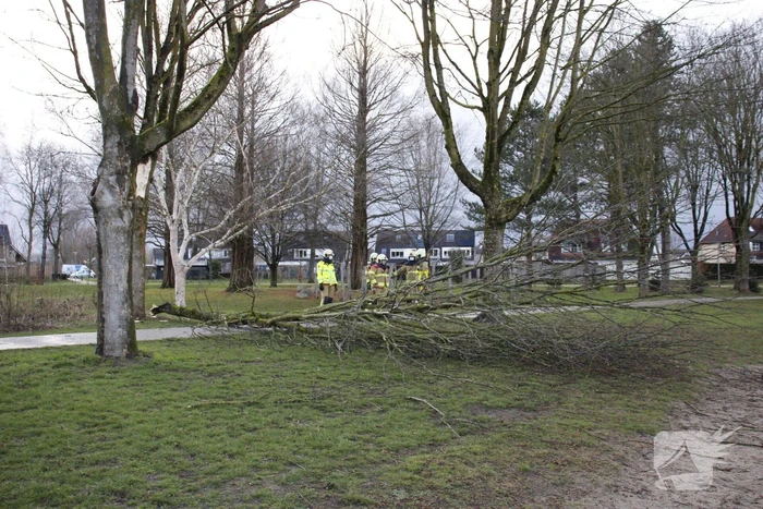 Brandweer zaagt boom in stukken