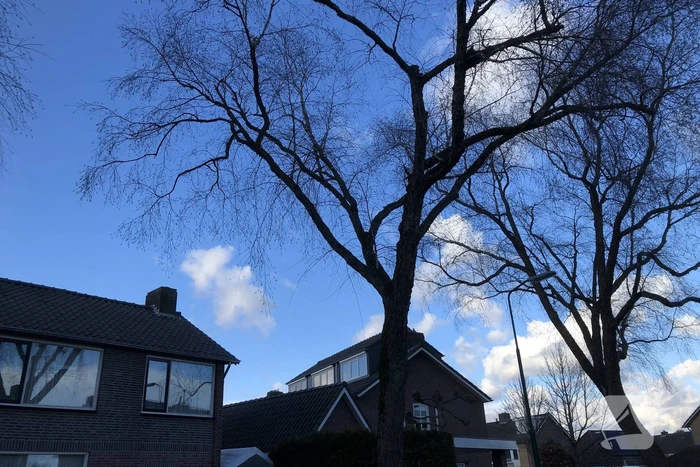 Brandweer haalt hangende tak weg