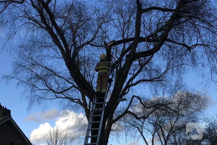 Brandweer haalt hangende tak weg