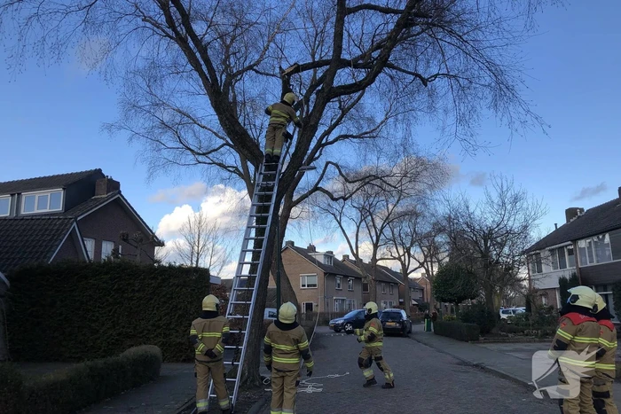Brandweer haalt hangende tak weg