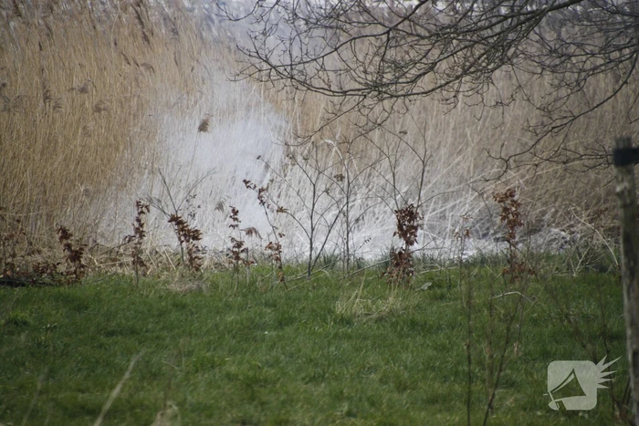 Stuk riet Meridiaanpark in brand