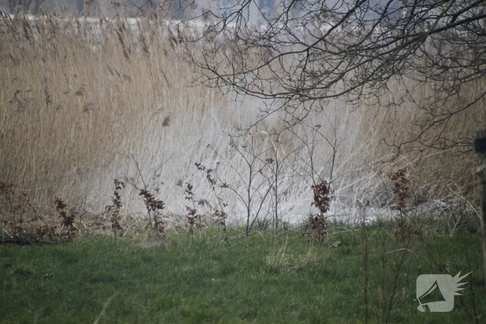 Stuk riet Meridiaanpark in brand