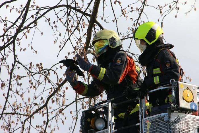 Kauw zit vast in boom