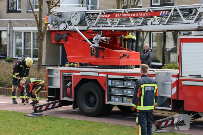 Kauw zit vast in boom