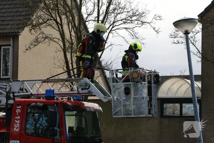Kauw zit vast in boom