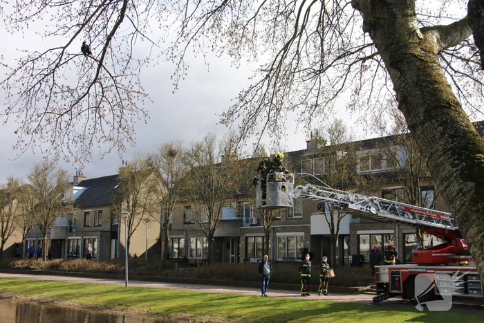 Kauw zit vast in boom