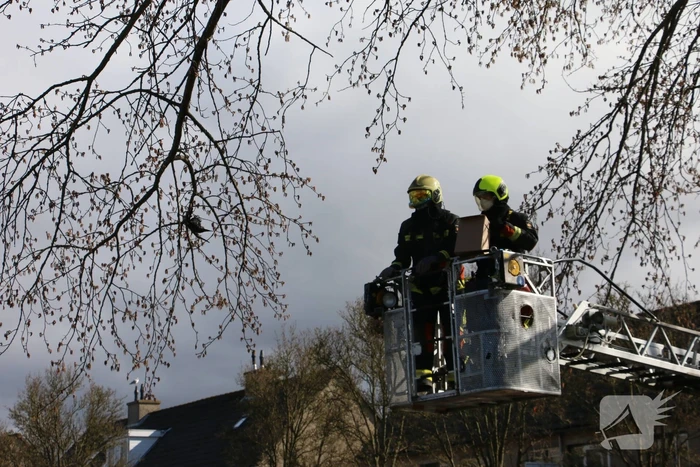 Kauw zit vast in boom