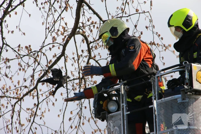Kauw zit vast in boom