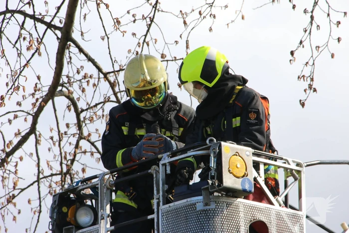 Kauw zit vast in boom