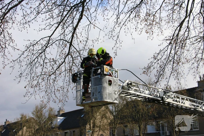 Kauw zit vast in boom