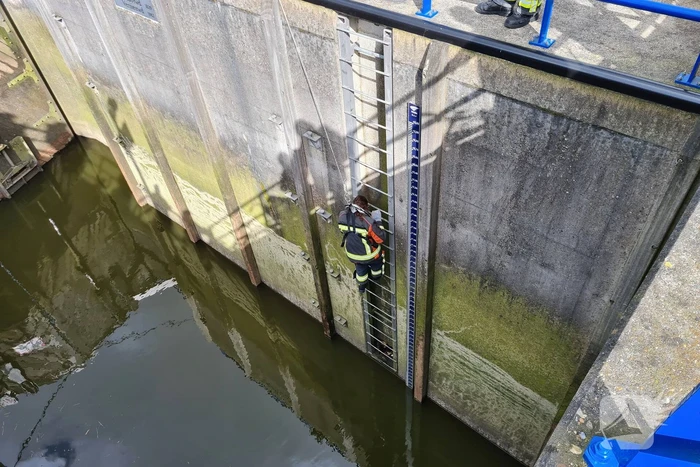 Brandweervrouw haalt kat uit sluistrap