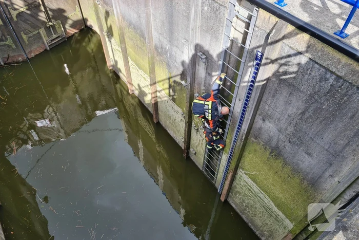 Brandweervrouw haalt kat uit sluistrap
