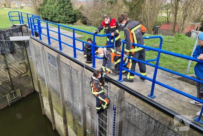 Brandweervrouw haalt kat uit sluistrap