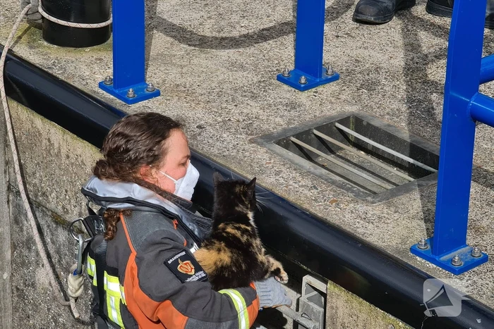 Brandweervrouw haalt kat uit sluistrap