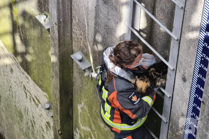 Brandweervrouw haalt kat uit sluistrap