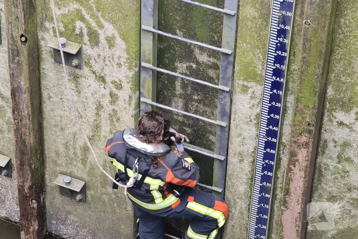 Brandweervrouw haalt kat uit sluistrap