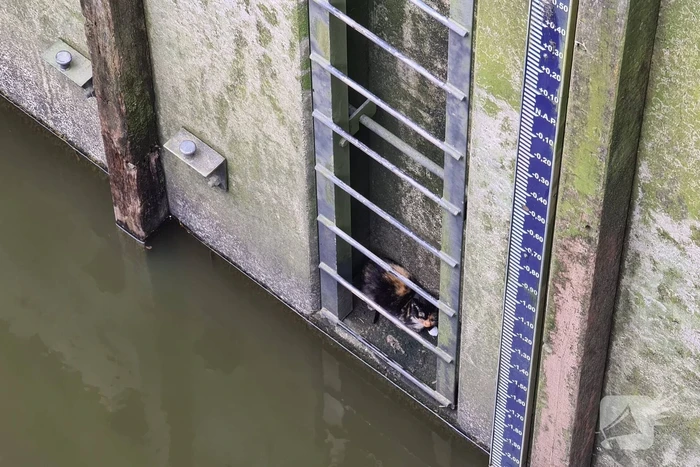 Brandweervrouw haalt kat uit sluistrap