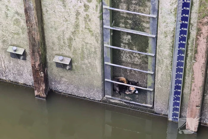 Brandweervrouw haalt kat uit sluistrap