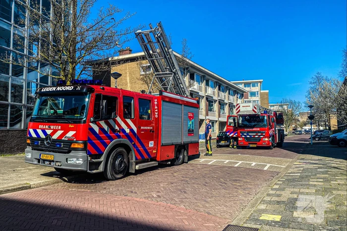 Kat door brandweer uit boom gehaald