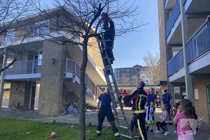 Kat door brandweer uit boom gehaald