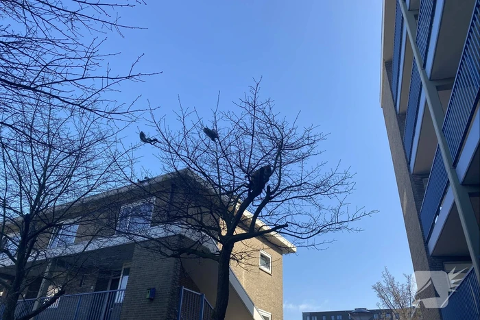 Kat door brandweer uit boom gehaald