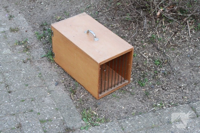 Vogel vast in schoorsteen