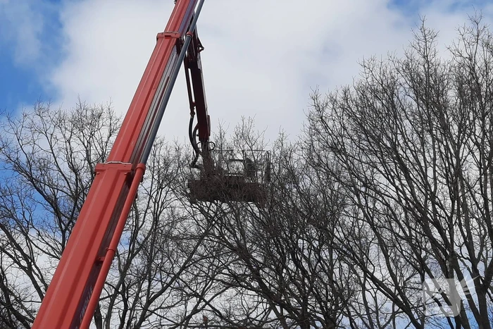 Twee ara's uit boom gered