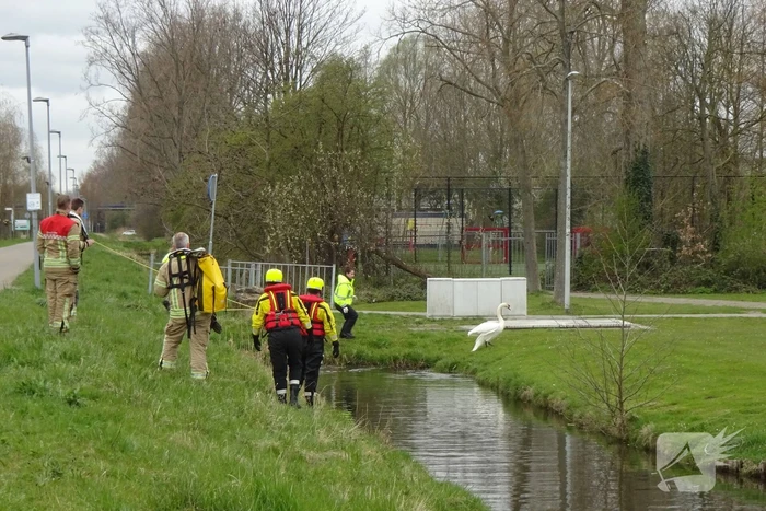 Reddingsactie voor zwaan met visdraad