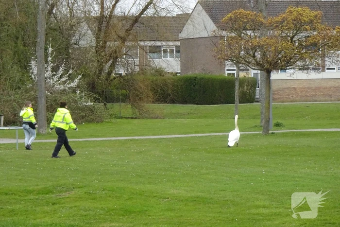 Reddingsactie voor zwaan met visdraad