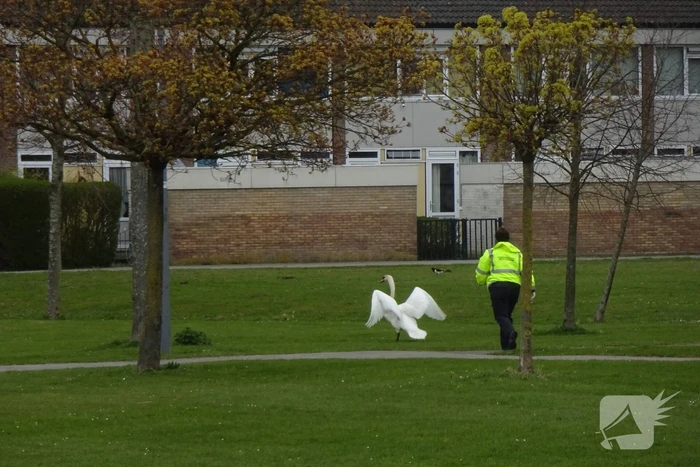 Reddingsactie voor zwaan met visdraad
