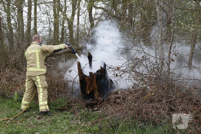 Brandweer blust brandende boom