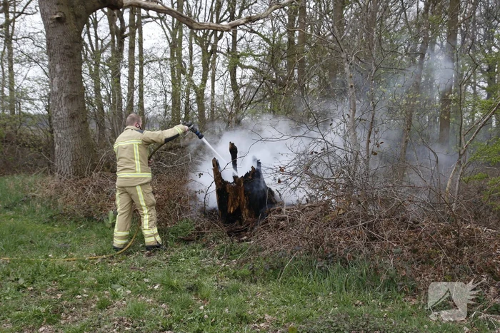Brandweer blust brandende boom