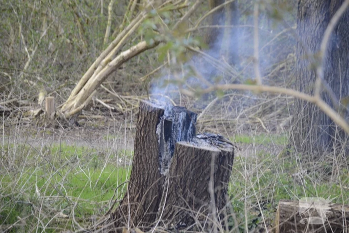 Brand in afgezaagde boom