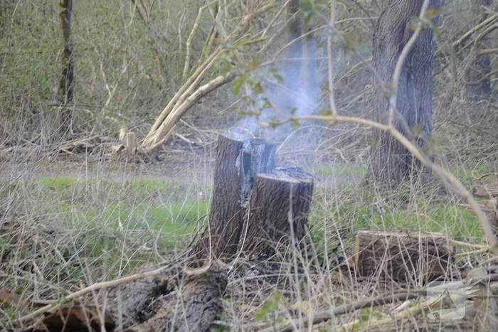 Brand in afgezaagde boom