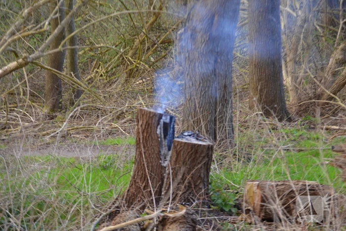 Brand in afgezaagde boom