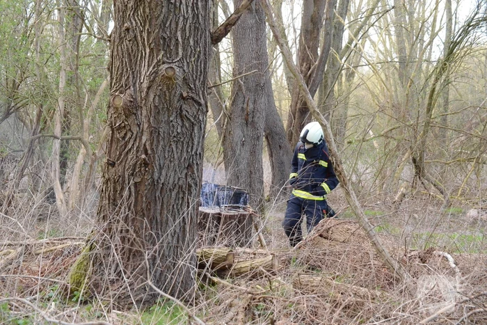 Brand in afgezaagde boom